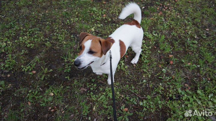 Вязка джек Рассел терьер
