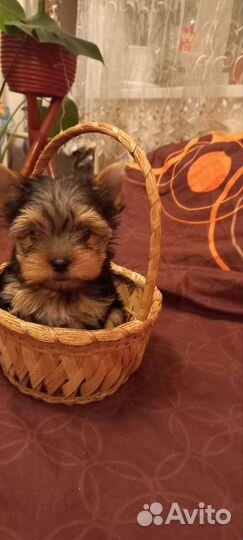 Йоркширский терьер щенки девочки и мальчики