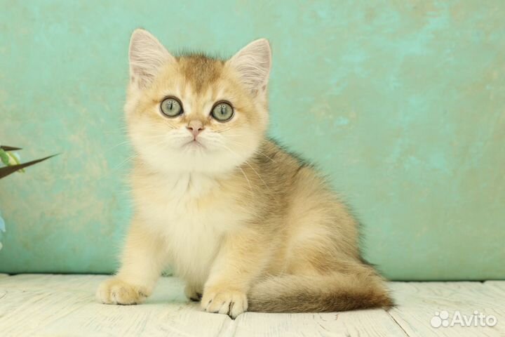 Британская кошечка золотая шиншилла ny11