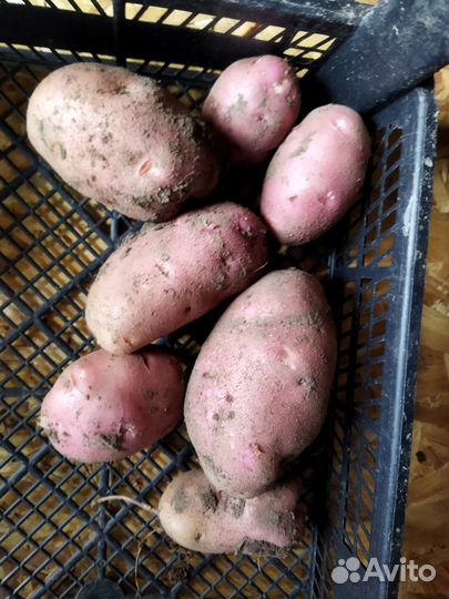 Семенной Картофель элита,80 сортов