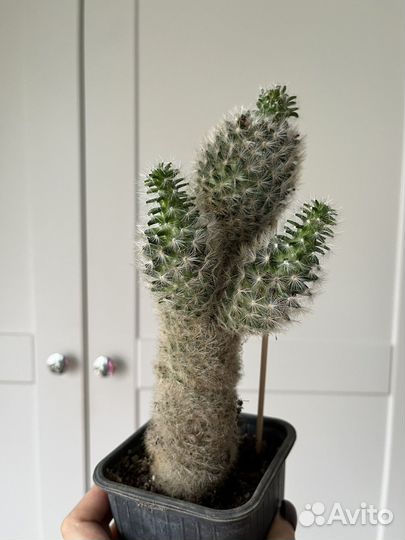 Кактус цветущий