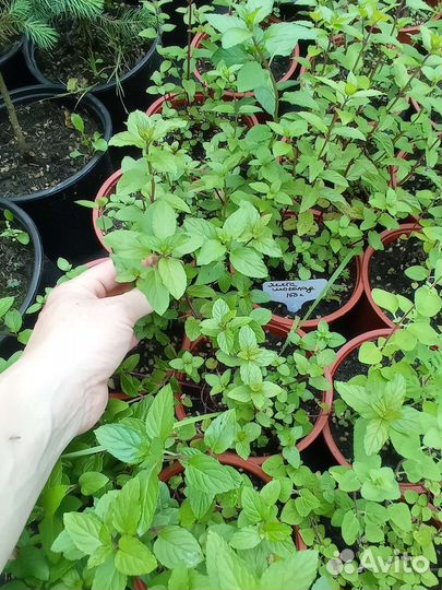 Мята шоколадная и орегано(душица)