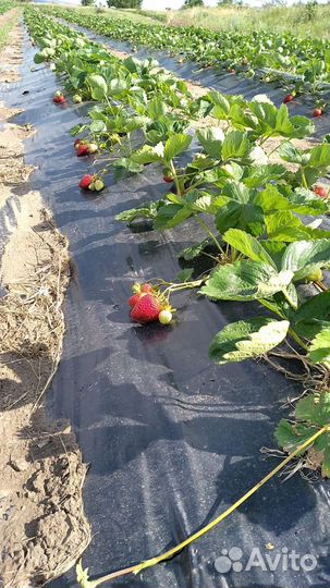 Клубника на заказ
