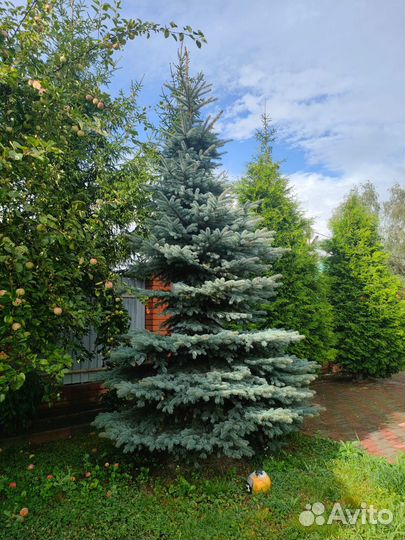 Ёлка живая