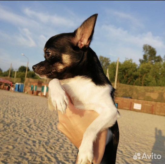 Чихуахуа mini (вязка)