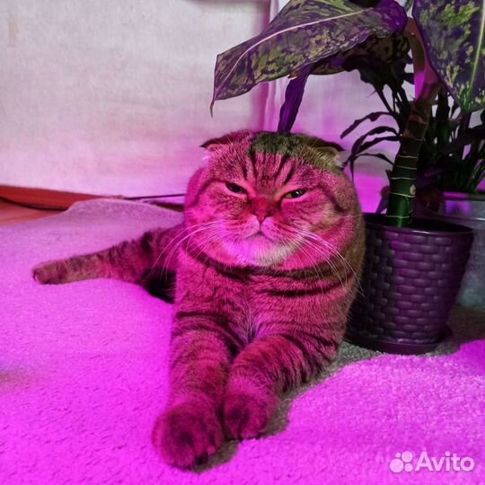 Шотландский кот вязка