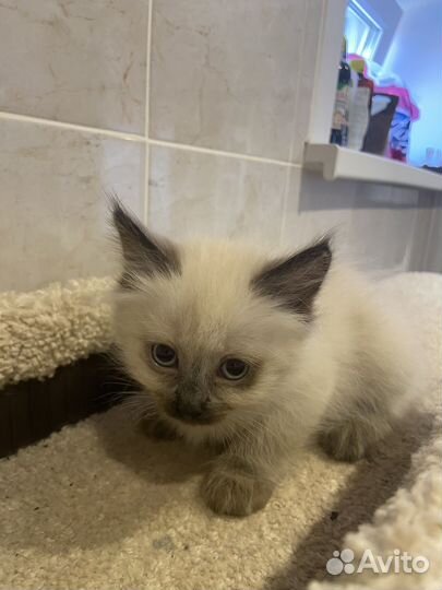 Сиамский котенок девочка