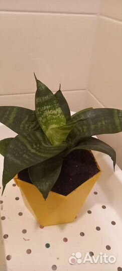 Сансевиерия ханни