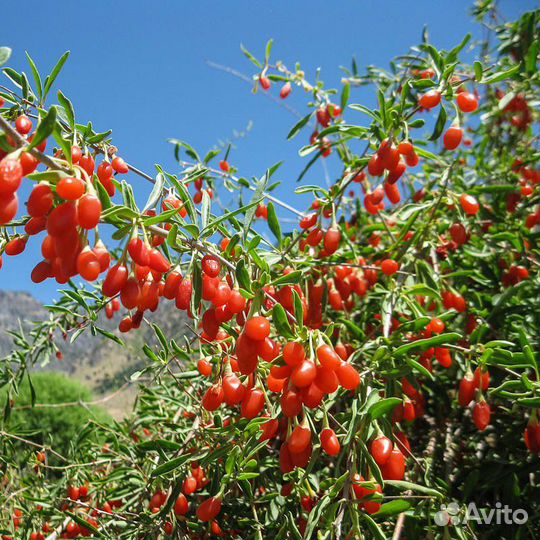 Дереза обыкновенная (Годжа)