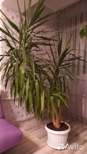 Пальмы (драцена и юкка)