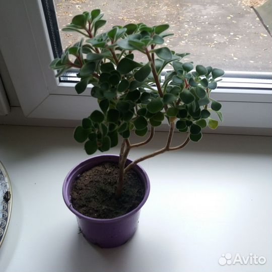 Аихризон- дерево любви