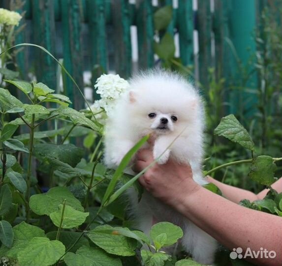 Щенки померанского шпица