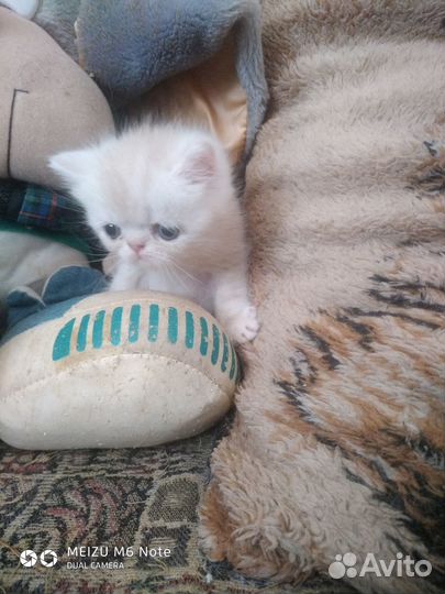 Котик-экзотик