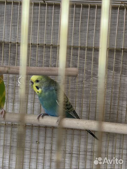 Попугай с клеткой