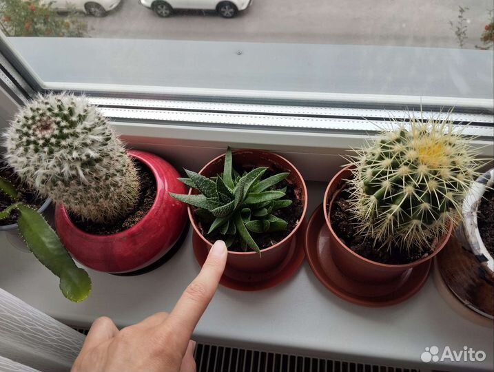 Кактус детки