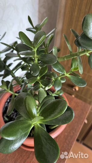 Толстянка крассула