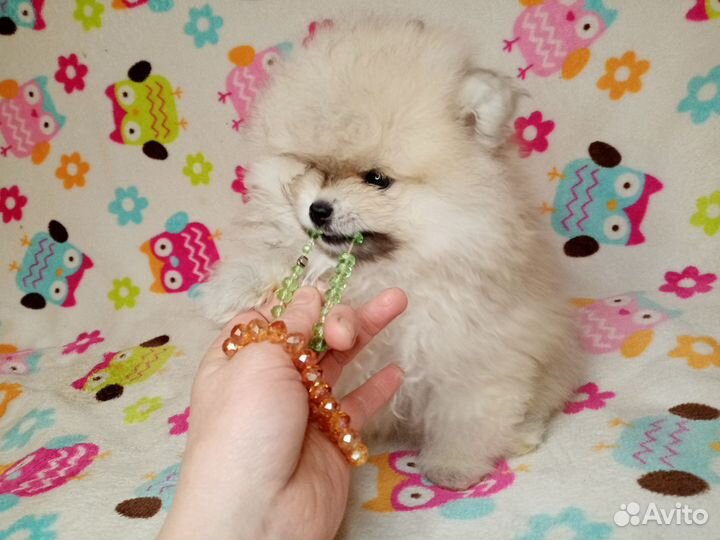 Шпиц Померанский девочка в медвежьем типе