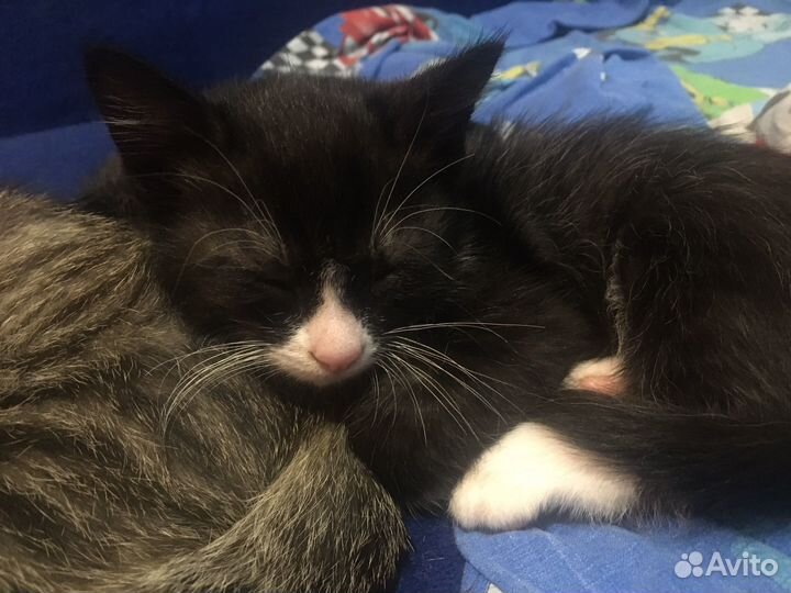 Котята бесплатно