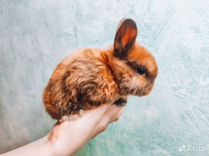 Карликовый кролик - Мега мини