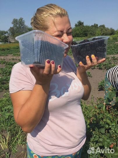 Ежевика. Саженцы с зкс