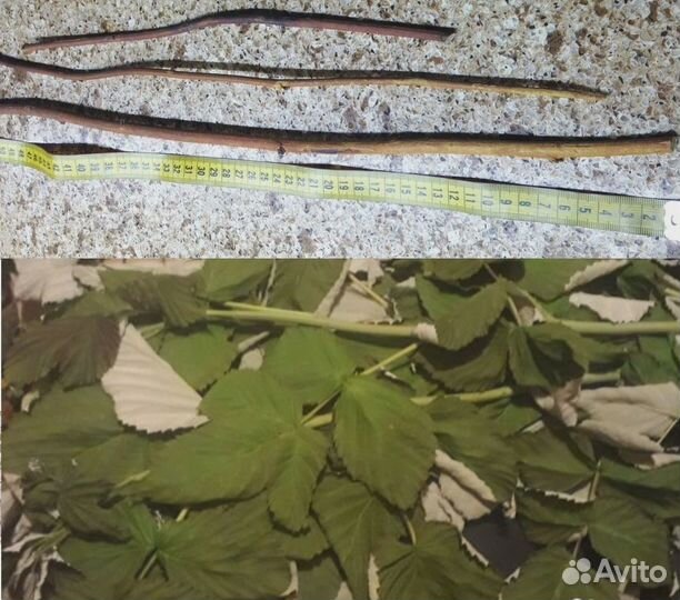 Сено, листья, ветки смородины, яблони, малины