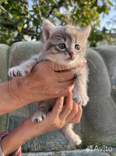Домашние кошки