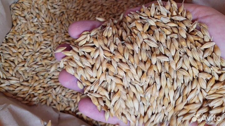 Семена Ячменя,Пшеницы, Овса