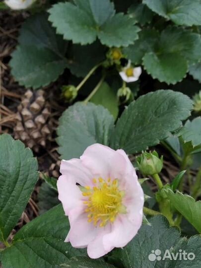 Рассада клубники с розовыми цветами