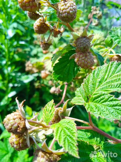 Малина рассада