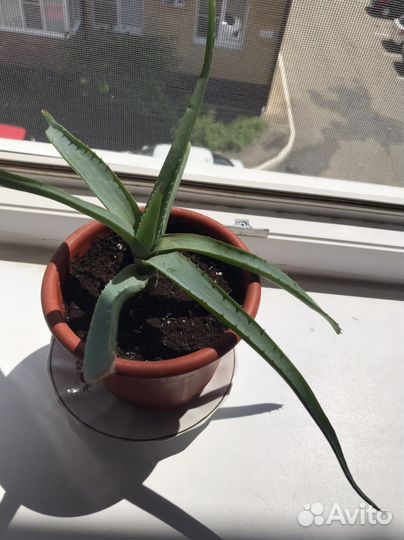 Алоэ столетник лечебный