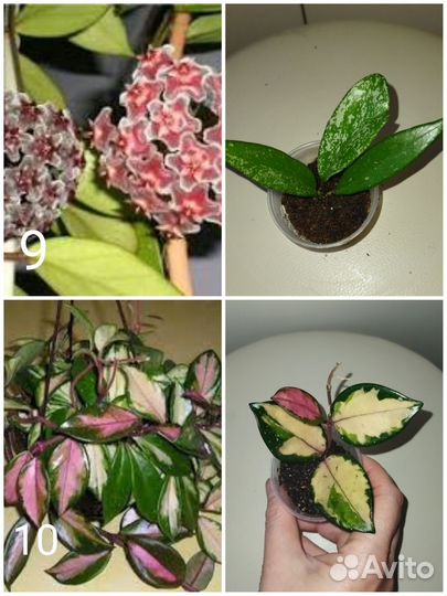 Суккуленты