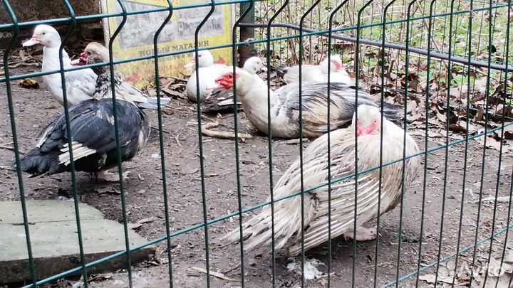 Селезень Индоуток