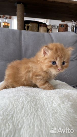 Кошки курильский бобтейл