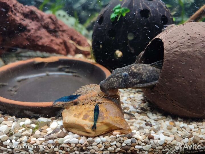 Аквариумные рыбки