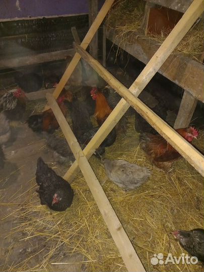 Домашние куриные яйца