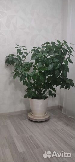 Гибискус китайская роза