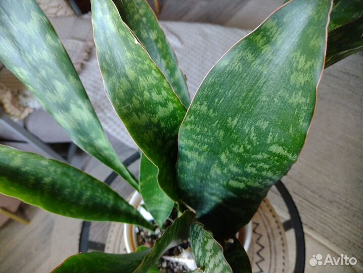 Сансевиерии аубрутиана Драгон, футура Суперба