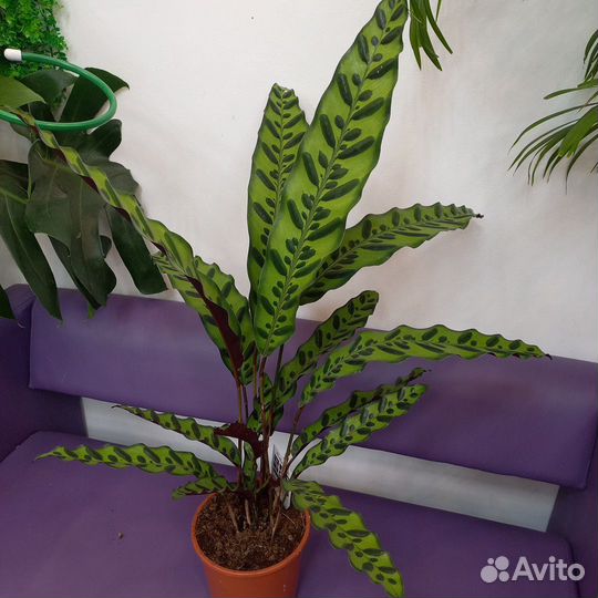 Комнатные растения