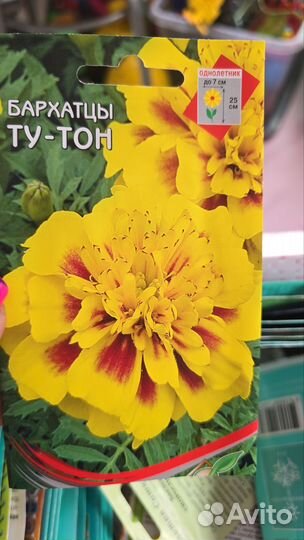 Рассада бархатцы низкие