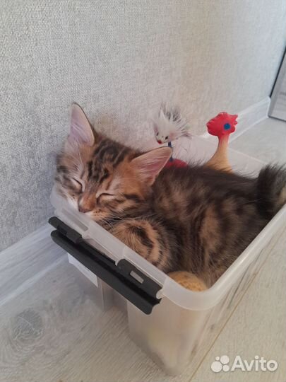 Кошки курильский бобтейл