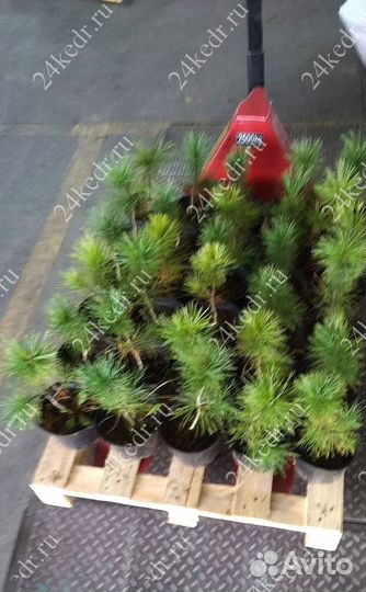 Саженцы кедра