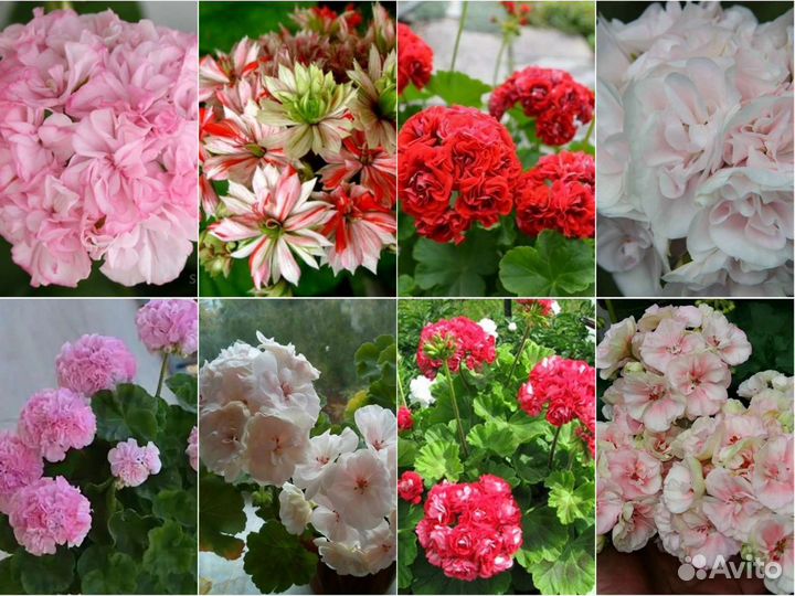 Сортовые пеларгонии