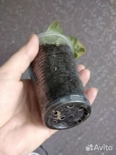 Лимон, апельсин вариегатные