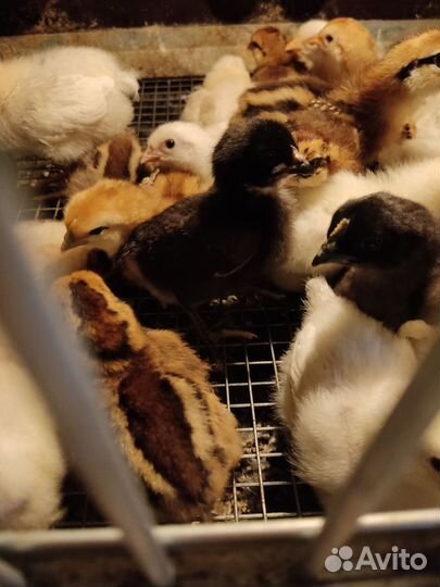 Инкубационное яйцо кур несушек