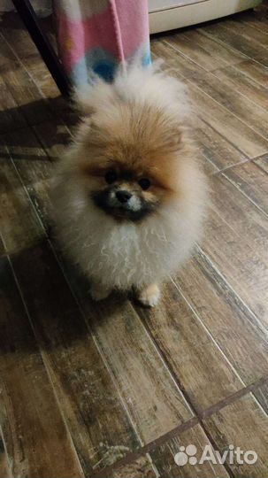 Померанский Шпиц мини