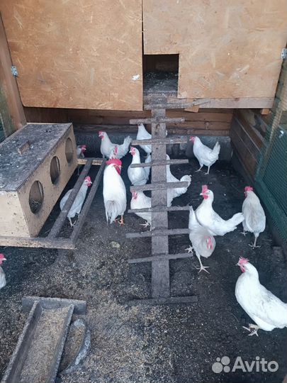 Леггорн яйца инкубационные