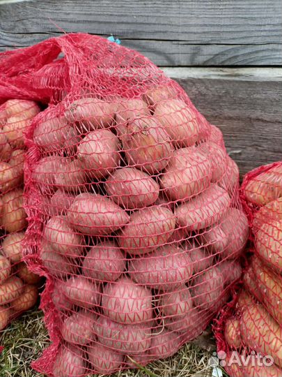 Семенной картофель