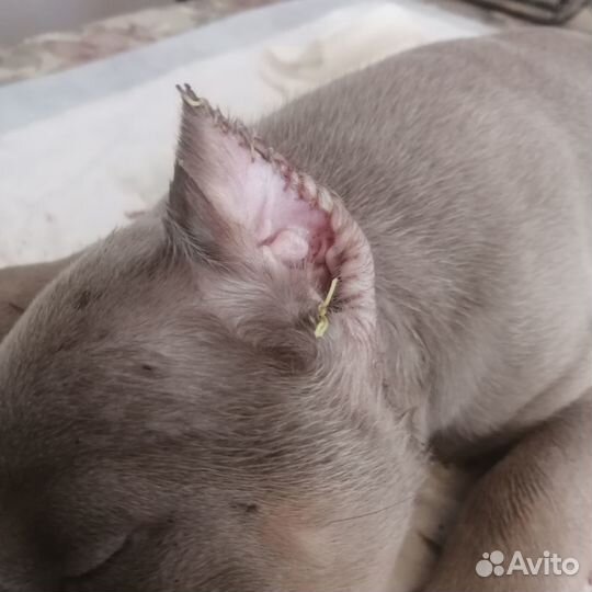 Купирование ушей любым породам