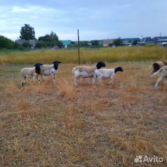 Бараны дорпер