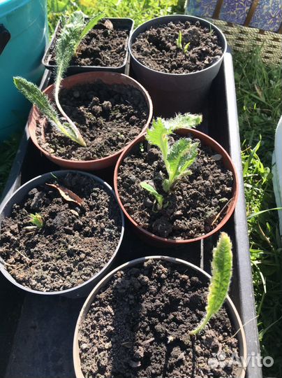 Мак восточный